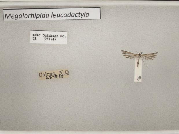 Pterophoridae-14-4-1.jpg