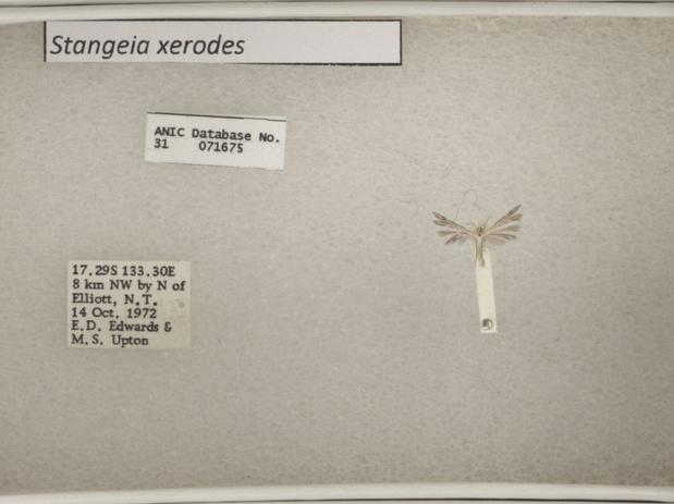 Pterophoridae-17-5-4.jpg